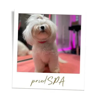 Salon groomerski POM POM